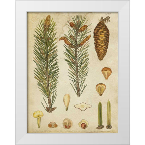 Vintage Conifers IV White Modern Wood Framed Art Print by Vision Studio