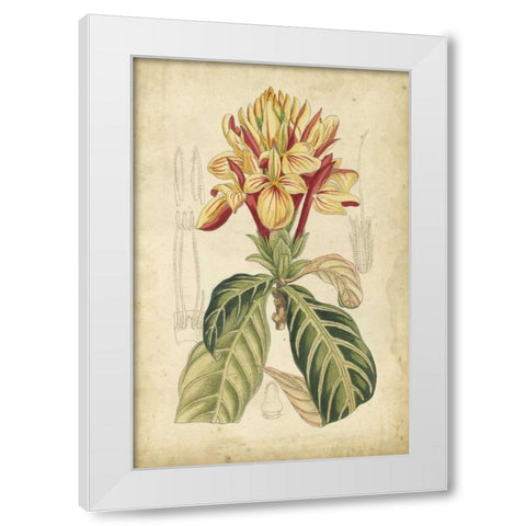 Curtis Tropical Blooms IV White Modern Wood Framed Art Print by Curtis