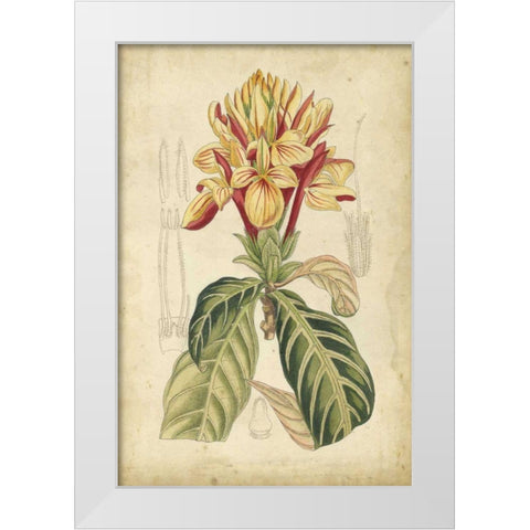 Curtis Tropical Blooms IV White Modern Wood Framed Art Print by Curtis