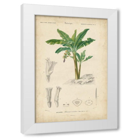 Tropical Botanique III White Modern Wood Framed Art Print by Vision Studio