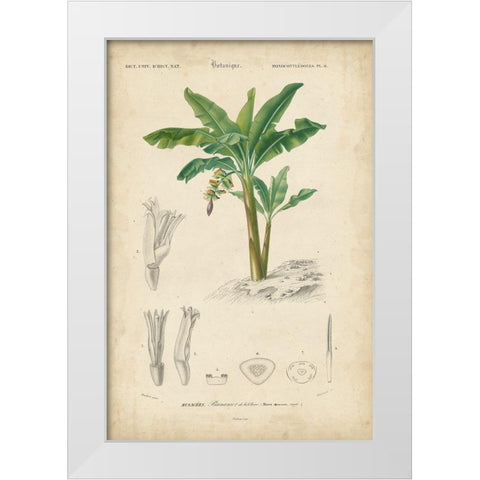 Tropical Botanique III White Modern Wood Framed Art Print by Vision Studio
