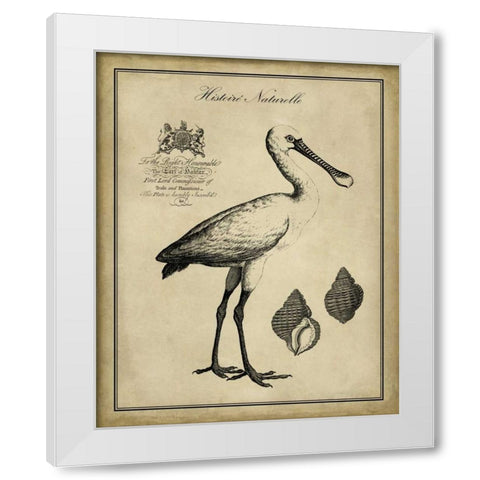 Antiquarian Spoonbill White Modern Wood Framed Art Print by Vision Studio