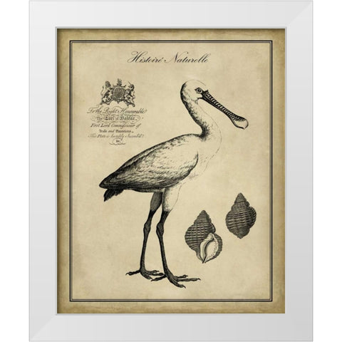 Antiquarian Spoonbill White Modern Wood Framed Art Print by Vision Studio