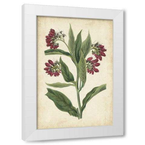 Botanical Display IV White Modern Wood Framed Art Print by Vision Studio