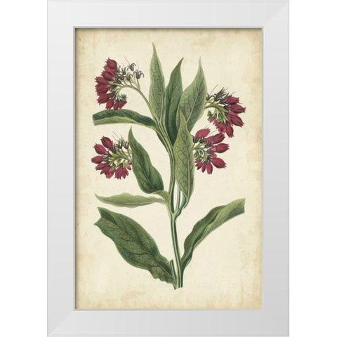 Botanical Display IV White Modern Wood Framed Art Print by Vision Studio