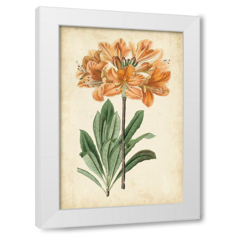 Botanical Display V White Modern Wood Framed Art Print by Vision Studio