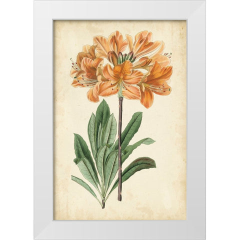Botanical Display V White Modern Wood Framed Art Print by Vision Studio