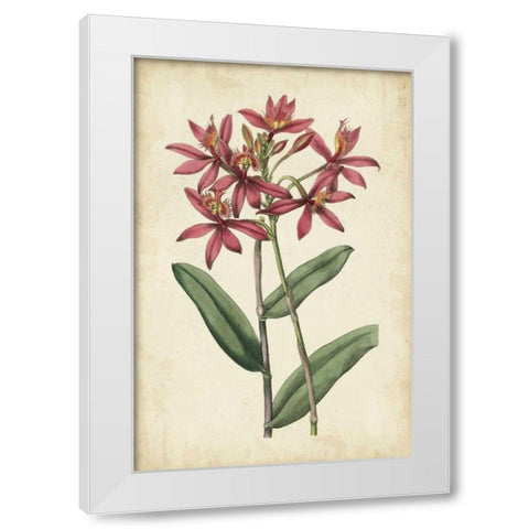Botanical Display VI White Modern Wood Framed Art Print by Vision Studio
