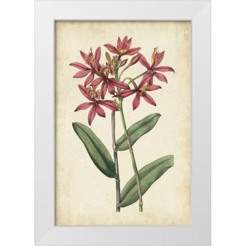 Botanical Display VI White Modern Wood Framed Art Print by Vision Studio