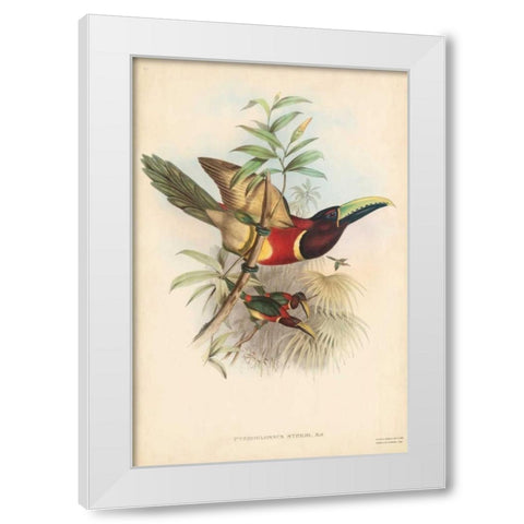 Tropical Toucans III White Modern Wood Framed Art Print by Gould, John