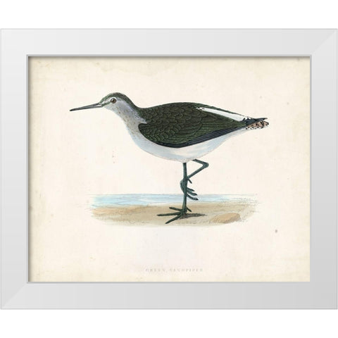 Morris Sandpiper VI White Modern Wood Framed Art Print by Morris
