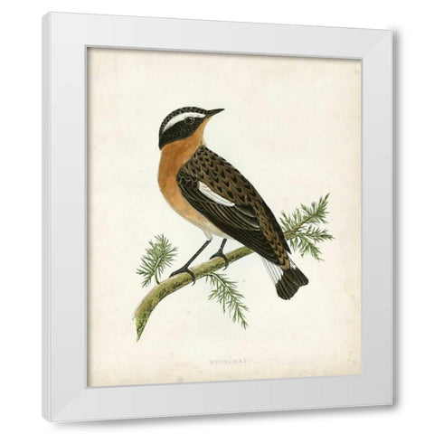 Morris Whinchat White Modern Wood Framed Art Print by Morris