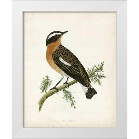 Morris Whinchat White Modern Wood Framed Art Print by Morris
