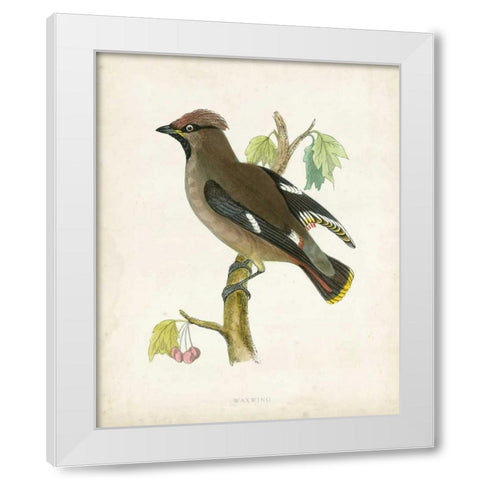 Morris Waxwing White Modern Wood Framed Art Print by Morris