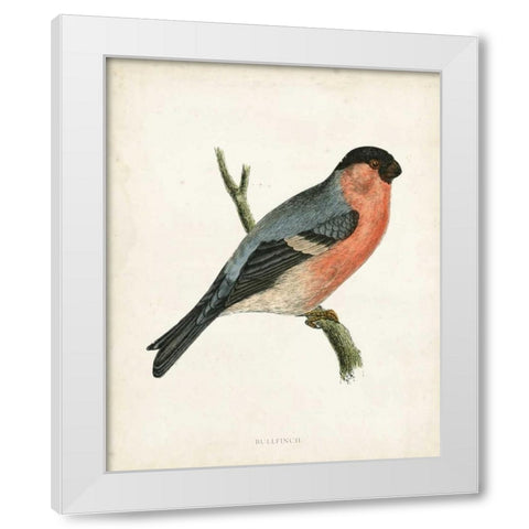 Morris Bullfinch White Modern Wood Framed Art Print by Morris
