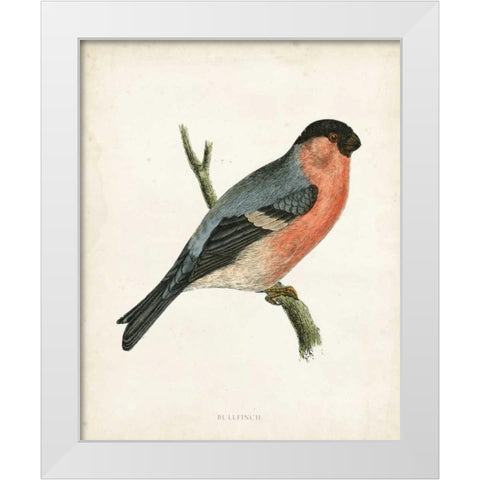 Morris Bullfinch White Modern Wood Framed Art Print by Morris