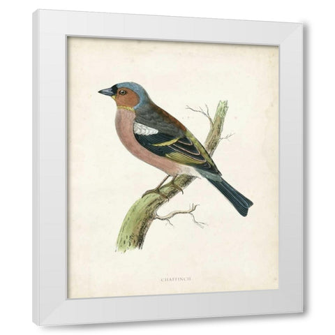 Morris Chaffinch White Modern Wood Framed Art Print by Morris