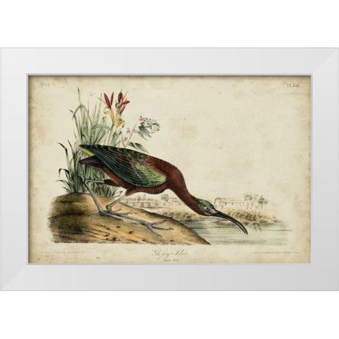 Glossy Ibis White Modern Wood Framed Art Print by Audubon, John James