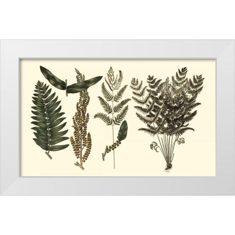 Fern Leaf Folio I White Modern Wood Framed Art Print by Oeder, Georg C.