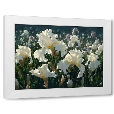 White Rose Garden White Modern Wood Framed Art Print by Bogle, Collin