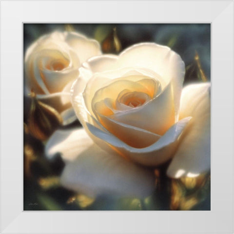 White Rose - Colors of White - Square White Modern Wood Framed Art Print by Bogle, Collin