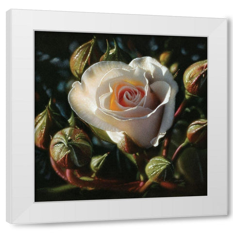 White Rose - First Born White Modern Wood Framed Art Print by Bogle, Collin