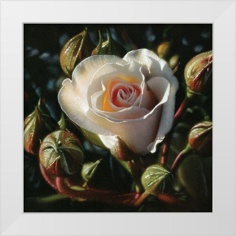 White Rose - First Born White Modern Wood Framed Art Print by Bogle, Collin
