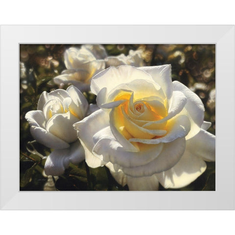White Roses White Modern Wood Framed Art Print by Bogle, Collin