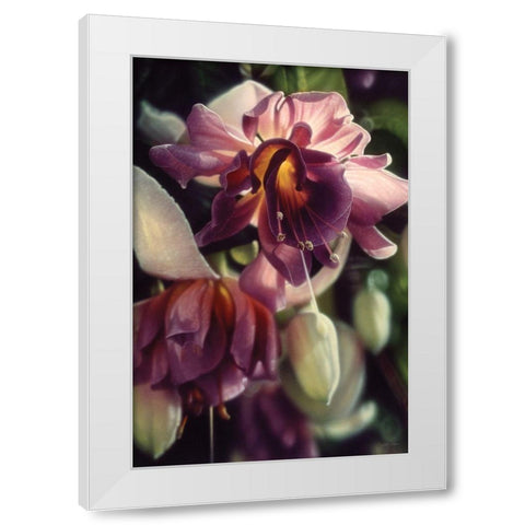 Fuchsia White Modern Wood Framed Art Print by Bogle, Collin