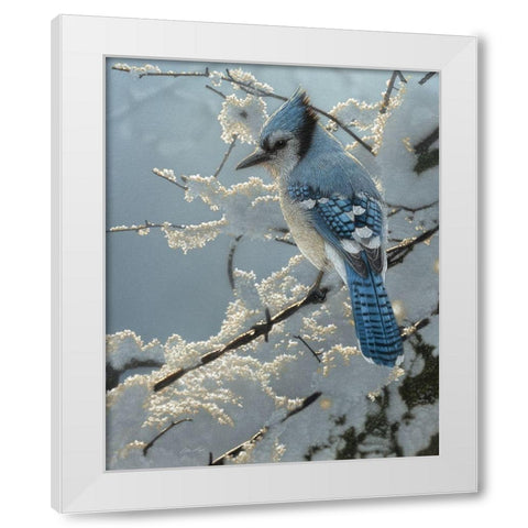 Blue Jay - On the Fence White Modern Wood Framed Art Print by Bogle, Collin