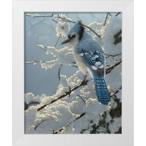 Blue Jay - On the Fence White Modern Wood Framed Art Print by Bogle, Collin