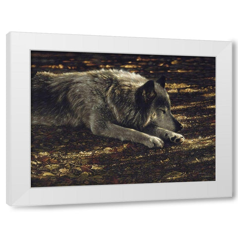 Resting Wolf White Modern Wood Framed Art Print by Bogle, Collin
