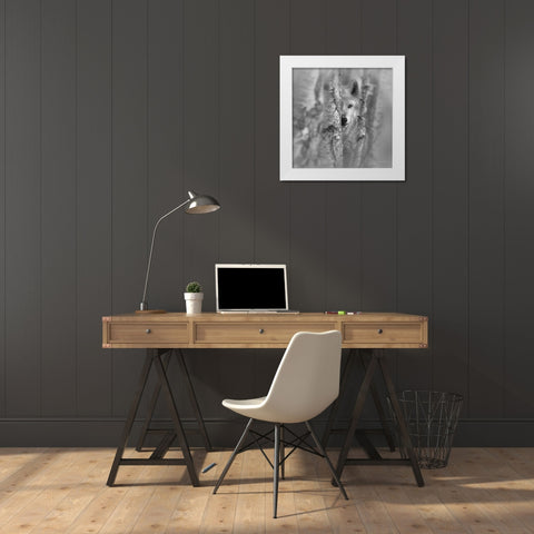 Wolf - Focused - BandW White Modern Wood Framed Art Print by Bogle, Collin