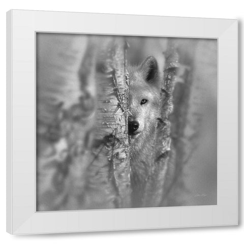 Wolf - Focused - BandW White Modern Wood Framed Art Print by Bogle, Collin