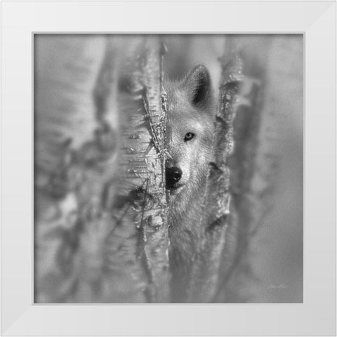 Wolf - Focused - BandW White Modern Wood Framed Art Print by Bogle, Collin