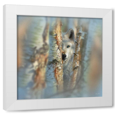 Wolf - Focused White Modern Wood Framed Art Print by Bogle, Collin
