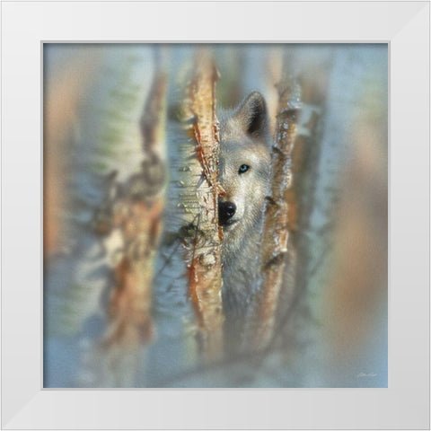 Wolf - Focused White Modern Wood Framed Art Print by Bogle, Collin