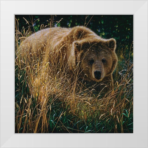 Brown Bear - Crossing Paths White Modern Wood Framed Art Print by Bogle, Collin