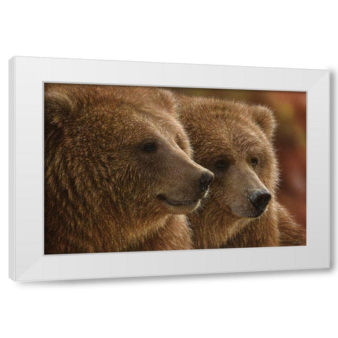 Brown Bears - Lazy Daze White Modern Wood Framed Art Print by Bogle, Collin