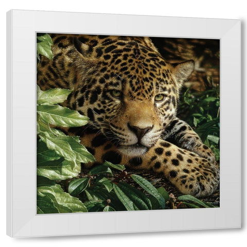 Jaguar - At Rest White Modern Wood Framed Art Print by Bogle, Collin