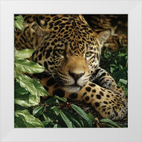 Jaguar - At Rest White Modern Wood Framed Art Print by Bogle, Collin