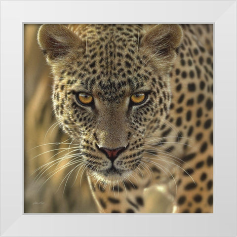 Leopard - On the Prowl - Square White Modern Wood Framed Art Print by Bogle, Collin