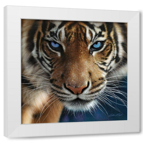 Tiger - Blue Eyes White Modern Wood Framed Art Print by Bogle, Collin