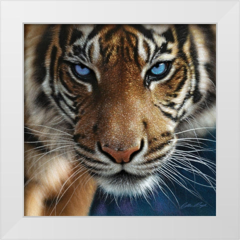 Tiger - Blue Eyes White Modern Wood Framed Art Print by Bogle, Collin