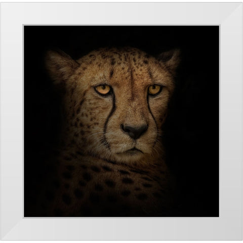 Out of the Shadows White Modern Wood Framed Art Print by Parker, Kelley
