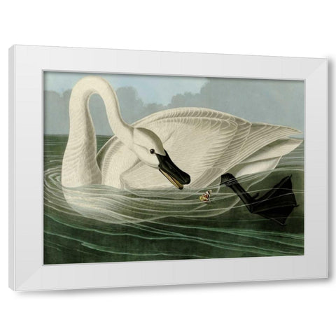 Trumpeter Swan White Modern Wood Framed Art Print by Audubon, John James