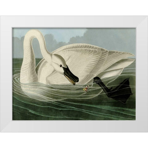 Trumpeter Swan White Modern Wood Framed Art Print by Audubon, John James