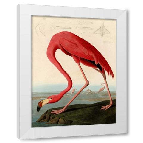 American Red Flamingo White Modern Wood Framed Art Print by Audubon, John James