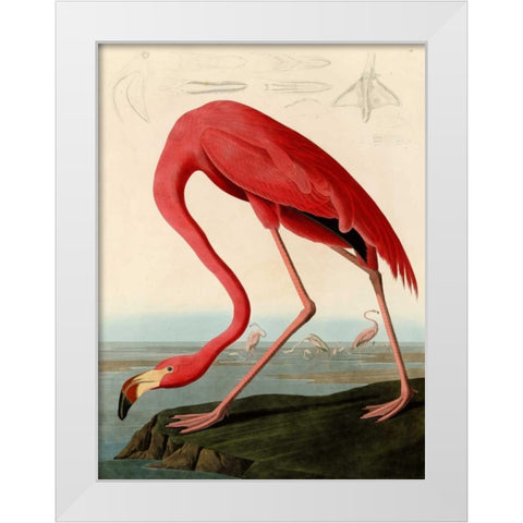 American Red Flamingo White Modern Wood Framed Art Print by Audubon, John James