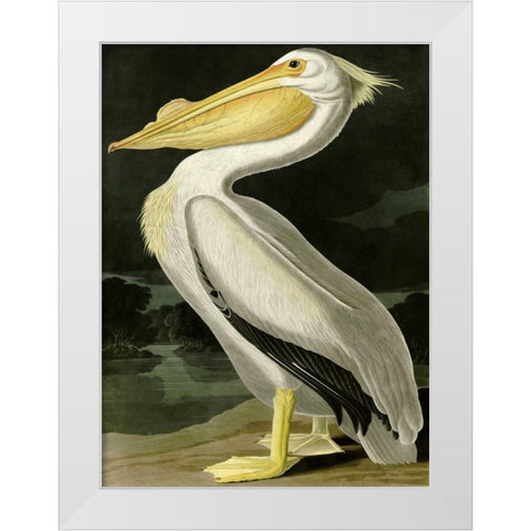American White Pelican White Modern Wood Framed Art Print by Audubon, John James
